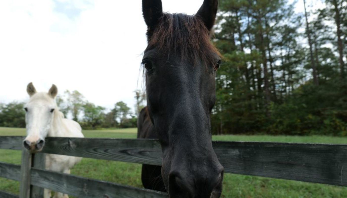 Warriors Heart Virginia